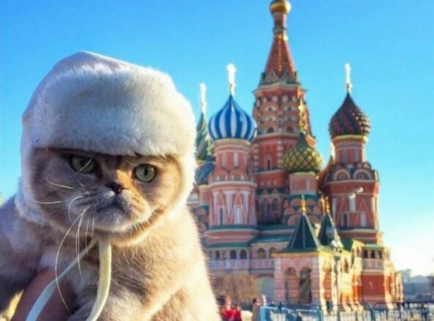 Россия – страна котов!