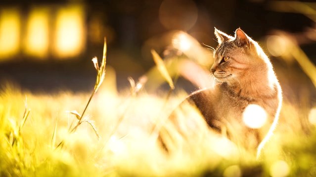 Веселые кошки от Seiji Mamiya