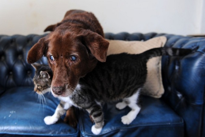 Кот - собачий поводырь животные, кот, собака