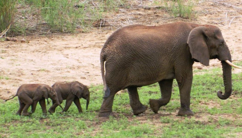 Слон со слоненком