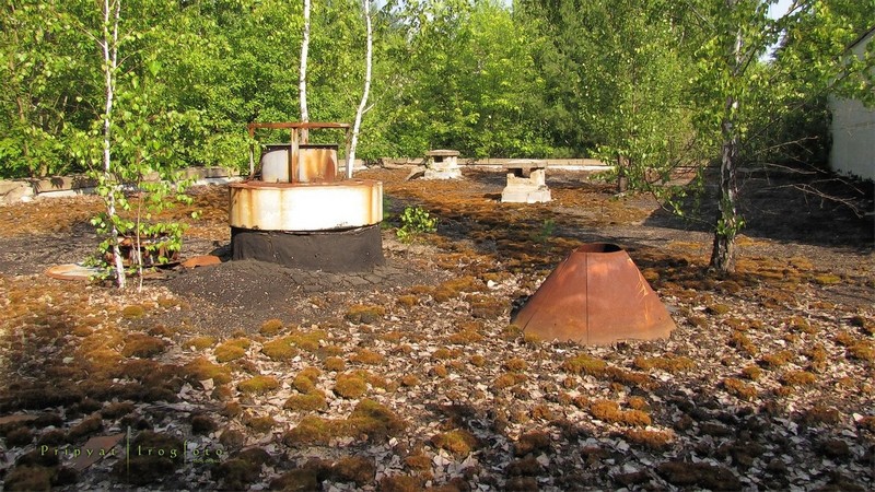 Природа захватывает Чернобыль природа, радиация, чернобыль