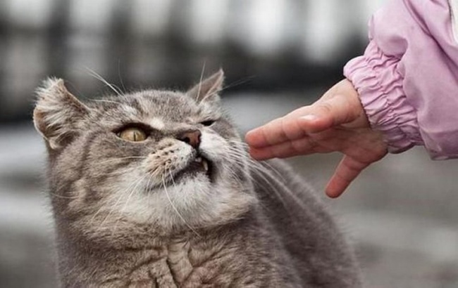20 суровых дворовых котов