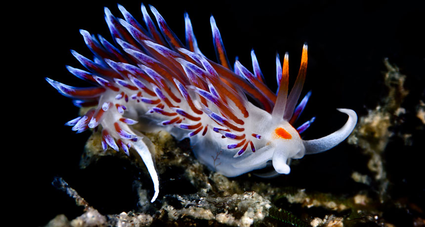 Cratena peregrina