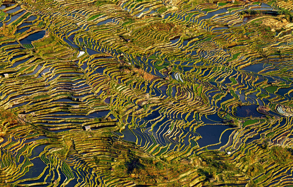  Рисовые террасы Юньнань, Китай.  national geographic, конкурс, фотография, фотоконкурс