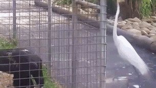 Зверье тоже иногда наглеет Для кого-то наглость и правда второе счастье
(17 фото + 2 гиф)