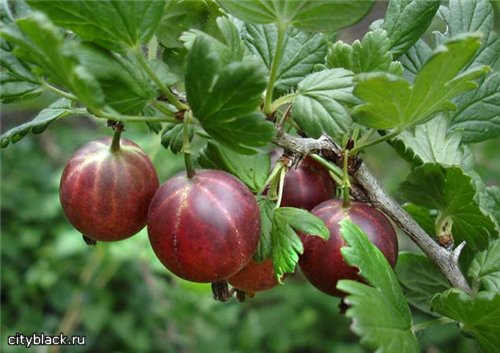 Всё о крыжовнике