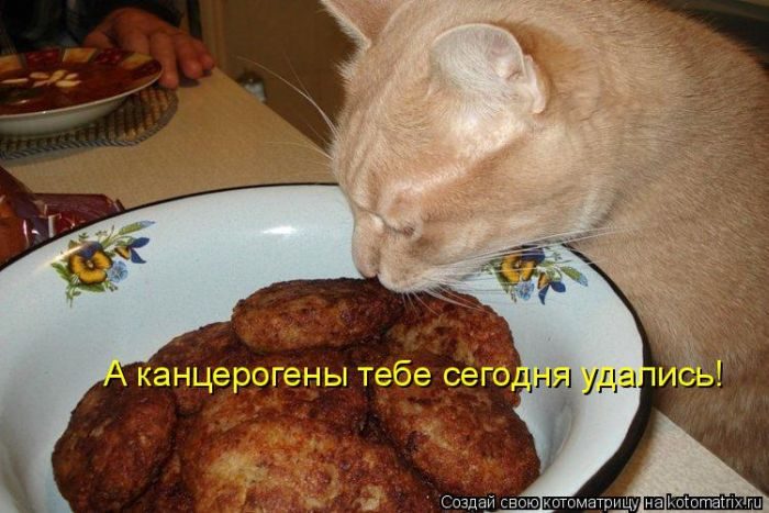 Лучшие котоматрицы недели