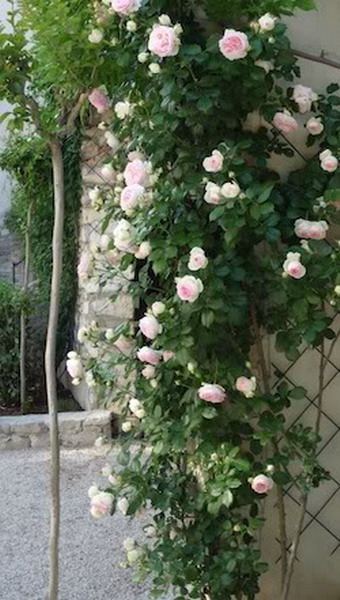 4497432_rosesingardeninspiration43 (340x600, 79Kb)
