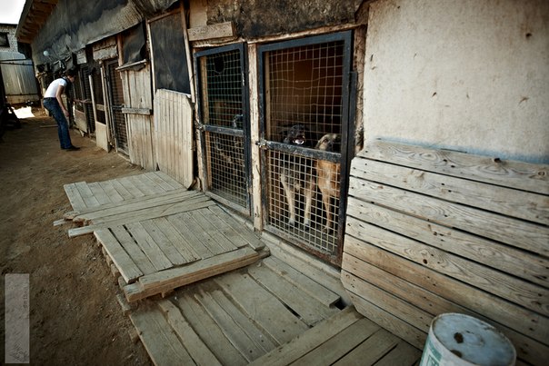 Реальность сложного, но приятного хобби. Я владелец приюта......