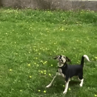 О том, как непросто быть щенком О том, как непросто быть щенком