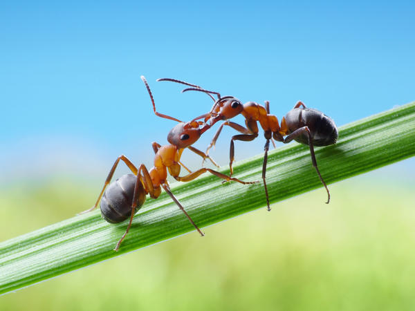 Девушки облизывают друг друга Девушки облизывают друг друга