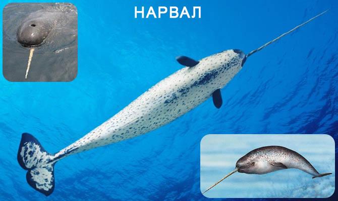 нарвал - факты Интересные факты о морских обитателях