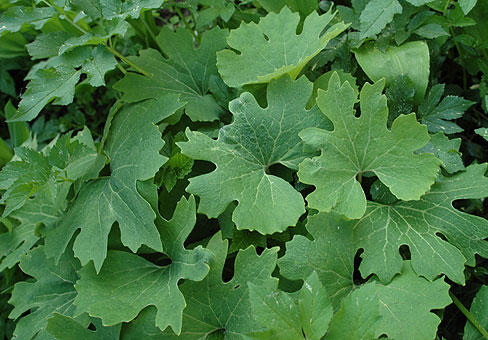Сангвинария (Sanguinaria) Сангвинария (Sanguinaria)