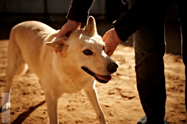 Реальность сложного, но приятного хобби. Я владелец приюта......