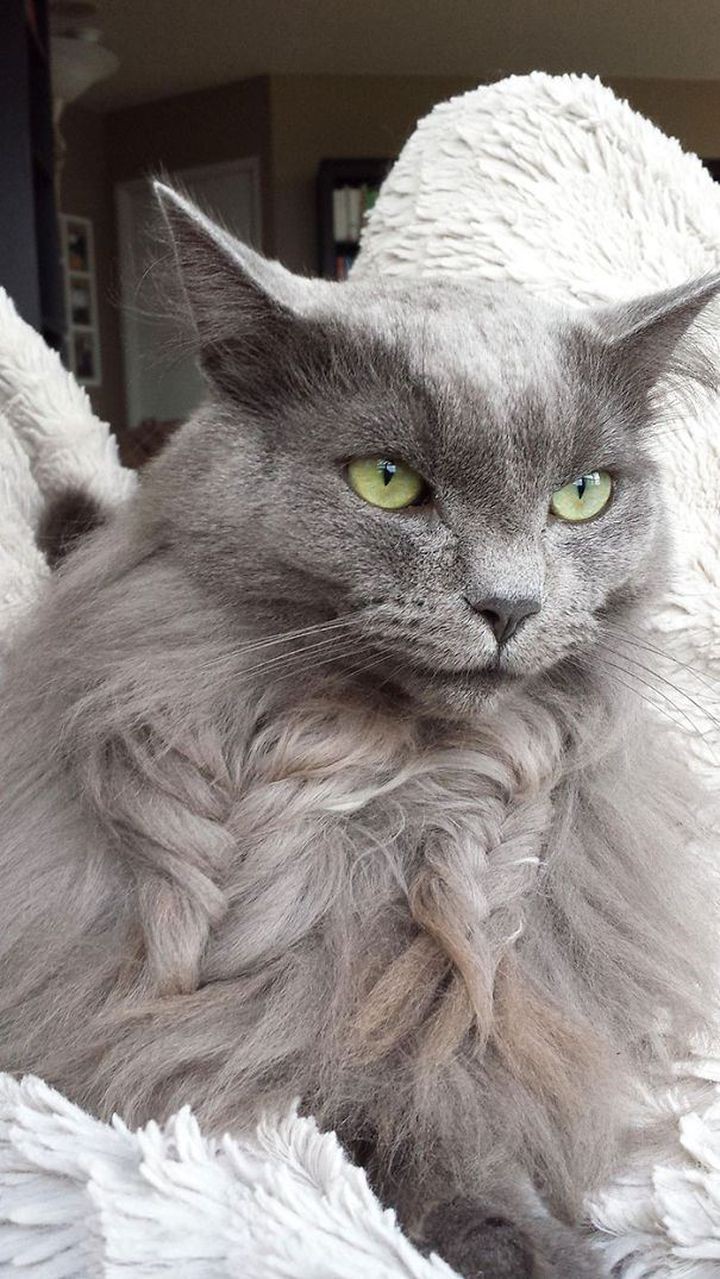 Философ в косах животные, коса