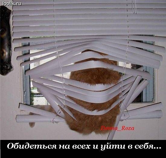 Обязанности кота