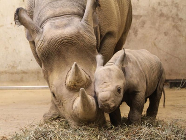 Зоопарк Сент-Луиса. У Мамы Кати Рейн и папы Айябу родился сыночек весом в 5 кг. Это черный носорог, который становится редкостью в Африке.