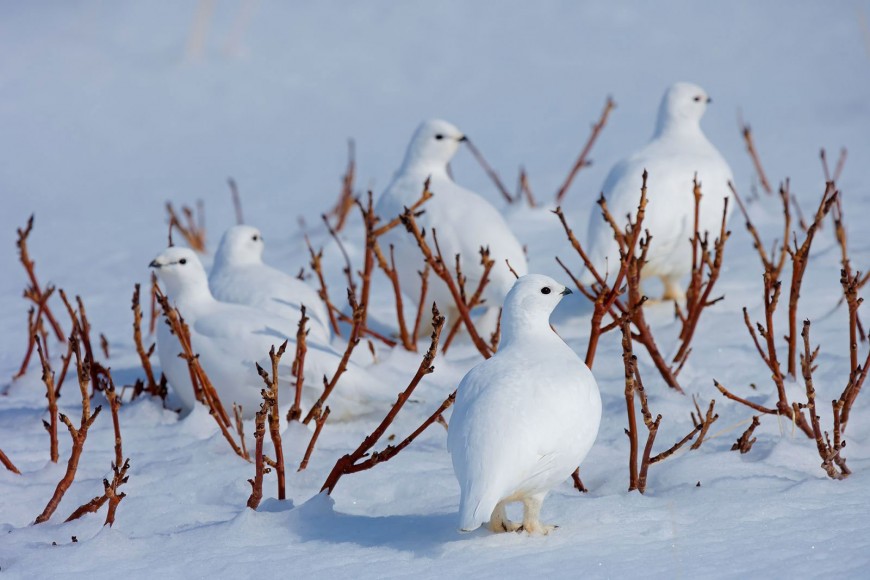 Снежные птицы