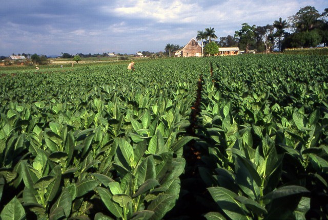 Tobacco state protest could hurt Obama trade deal - Salon.co…