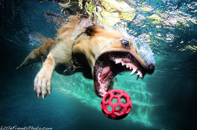 Подводные снимки собак бассейн, собаки, фото