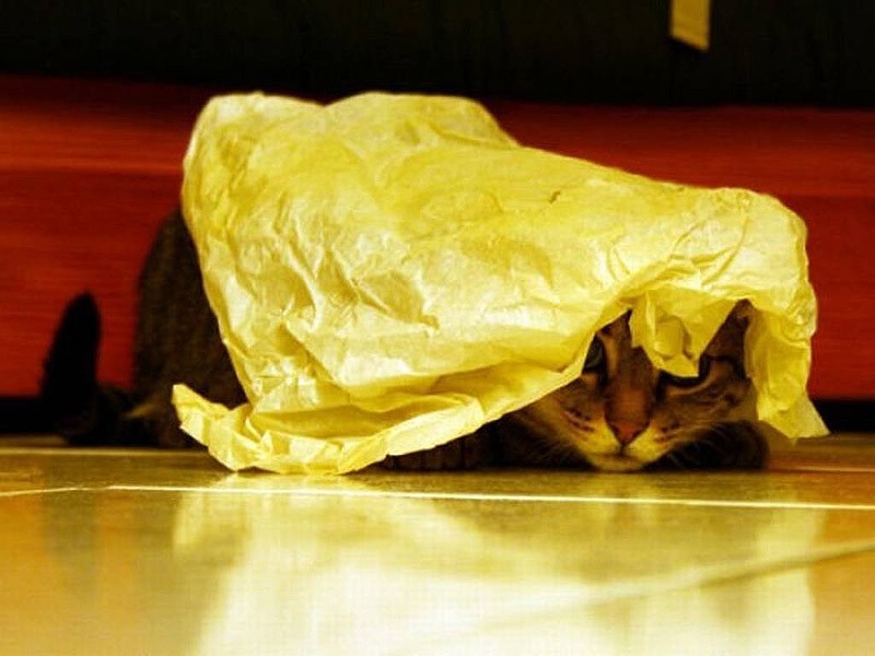 Кошки, которые не умеют играть в прятки