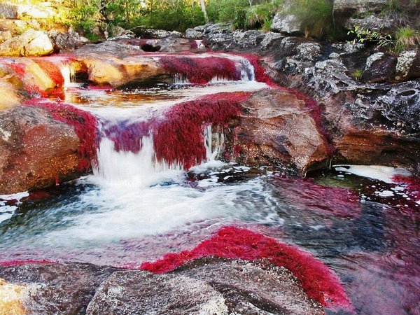 Радужная река в Колумбии (30 фото) Радужная река в Колумбии (30 фото)
