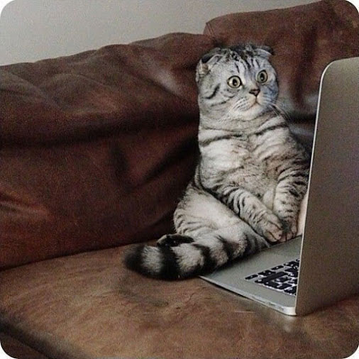 Смешные кошки