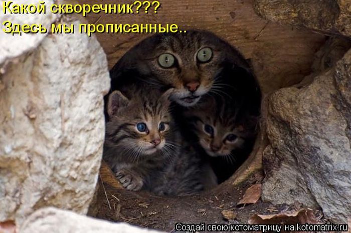 Лучшие котоматрицы недели (50 фото)