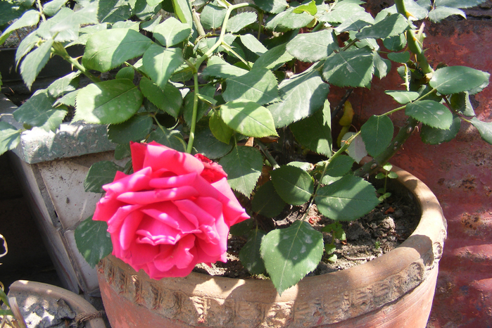 DSCF9816 (700x466, 509Kb)