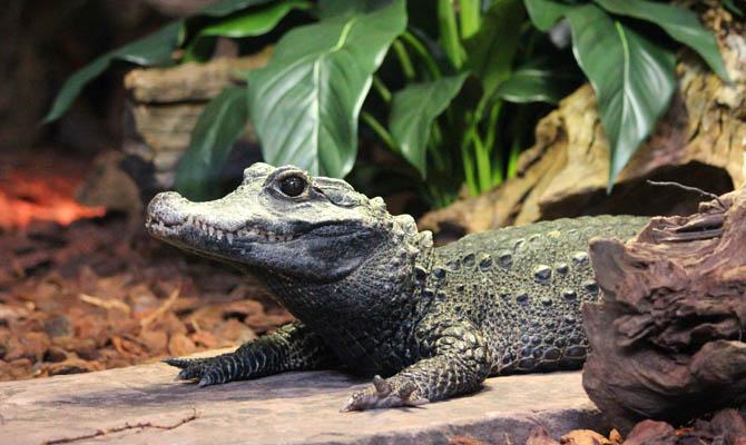 Самый маленький крокодил. Osteolaemus tetraspis Интересные факты о крокодилах