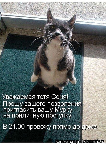 Новая отличная котоматрица (37 фото)