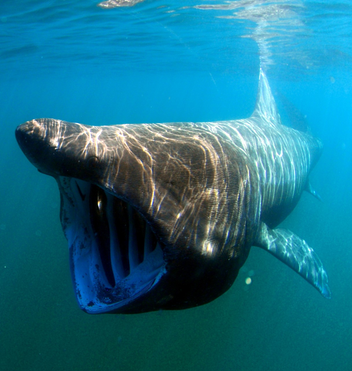 Гигантская акула. Вселяют ужас внушительные размеры (до 10 м) и гигантская пасть существа. Однако, великан абсолютно равнодушен к человеку. Дайверы без особого риска могут приближаться к животному, в то время как оно продолжает свой путь, не замечая «свиты». На заметку: гигантская акула держит свой рот открытым во время охоты на планктон. Стоит также отметить, что животное не заглатывает воду, а фильтрует её через жабры. (Greg Skomal/NOAA Fisheries Service)