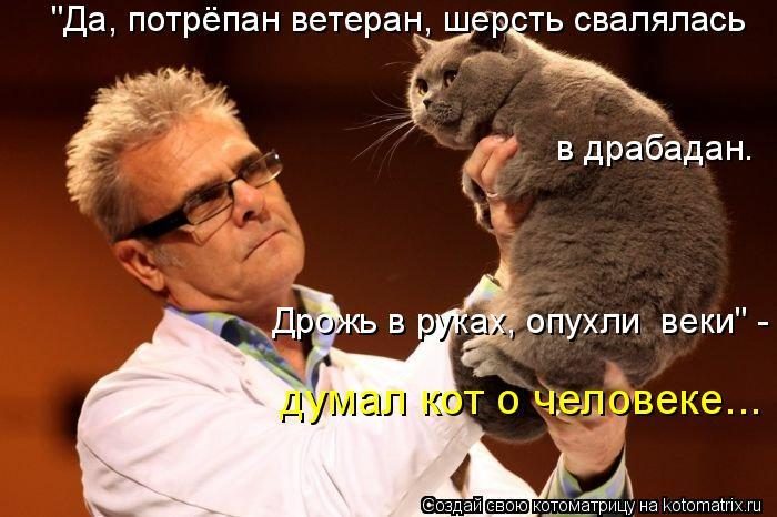 Лучшие котоматрицы недели