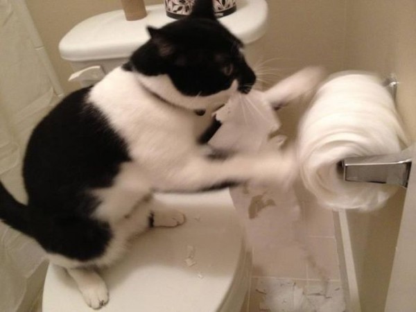Как приучить кота к унитазу
