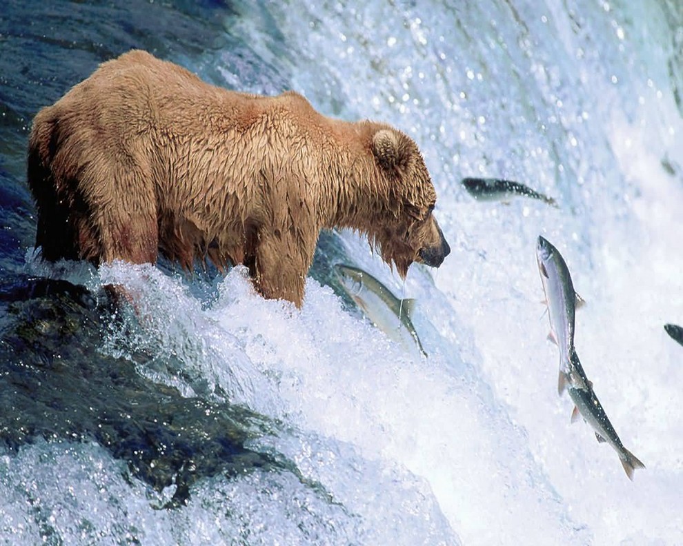 медведь ловит рыбу