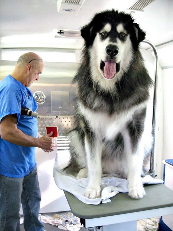 4. Дакота в ветеринарной машине размер, собака