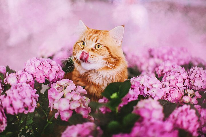 кот