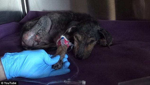 Доброта спасёт мир: невероятная история спасения щенка, оставшегося без лапы