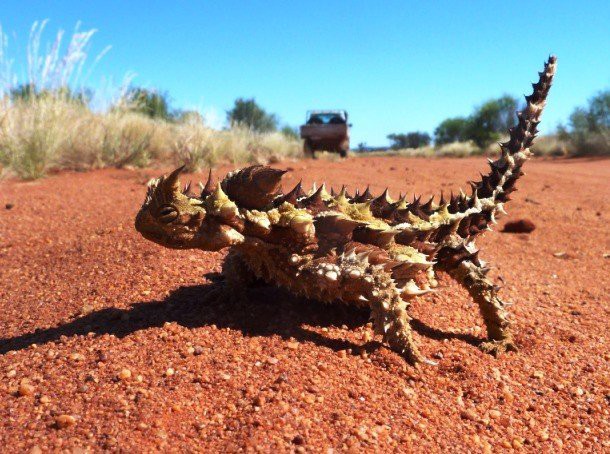 23. Молох (Thorny dragon) 23. Молох (Thorny dragon) животные, факты
