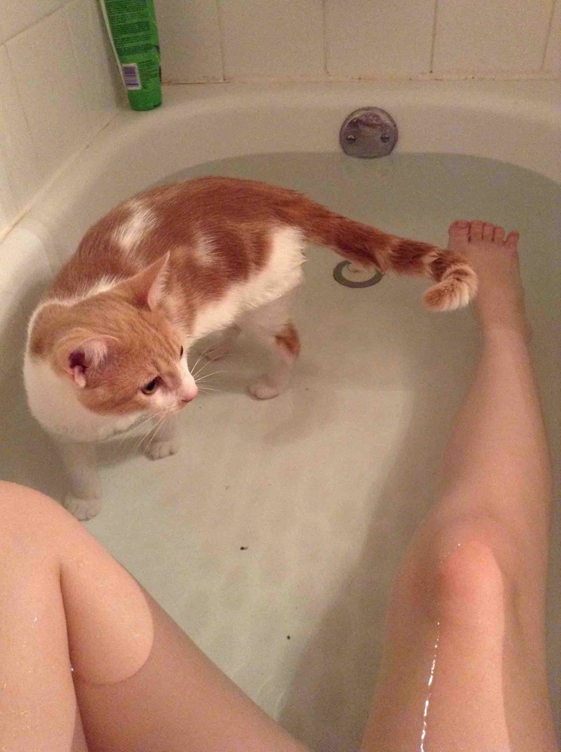 А это точно кошка? А это точно кошка? ванна, вода, домашние питомцы, животные, милота, позитив