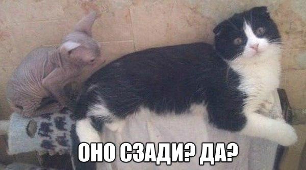 Пятничные котики)))