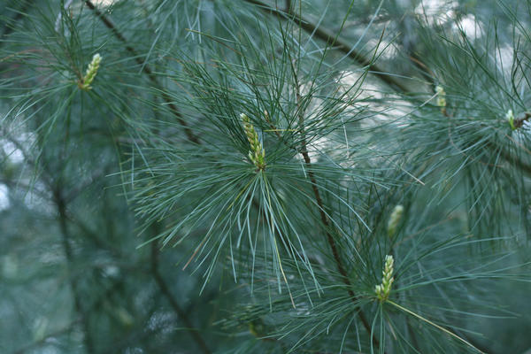  ,    (Pinus strobus)