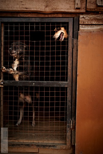 Реальность сложного, но приятного хобби. Я владелец приюта......