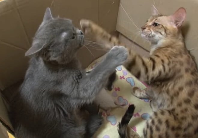Кошки в коробке Кошки деруться