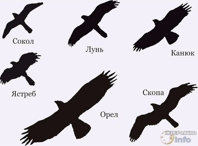 Почему курицы боятся креста