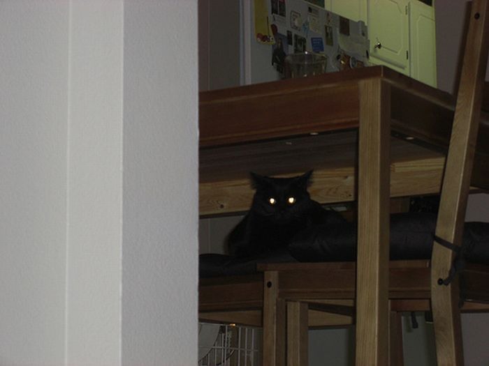 Кошки в засаде