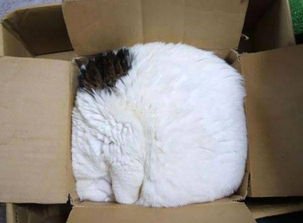 15 фотографий котов, которым всё равно, где спать