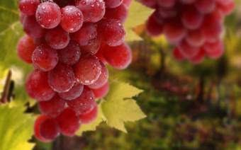 Всё, что нужно знать о винограде