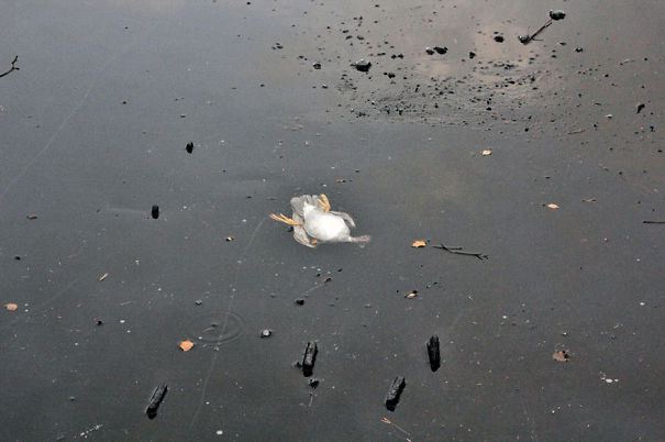 утка в замерзшем озере 