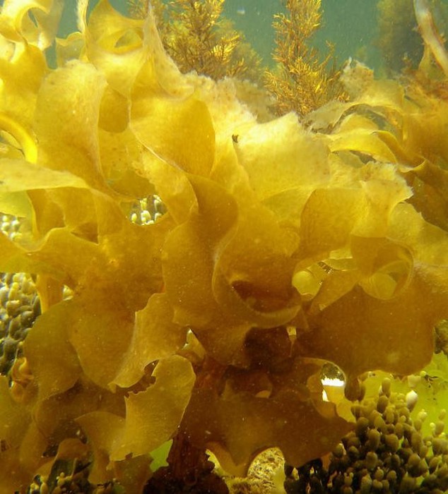 Водоросли Вакаме – здоровье со дна морского